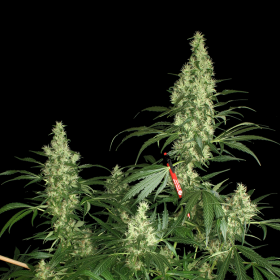 Kali Mist - SERIOUS SEEDS | TanieSianie.pl