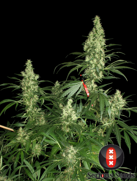 Kali Mist - SERIOUS SEEDS | TanieSianie.pl