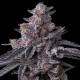 Zillions - BARNEY'S FARM