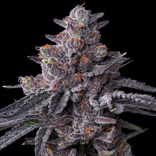 Zillions - BARNEY'S FARM