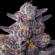 Zillions - BARNEY'S FARM