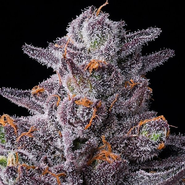 Zillions - BARNEY'S FARM