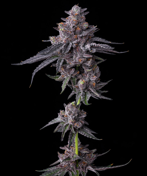 LFG - BARNEY'S FARM