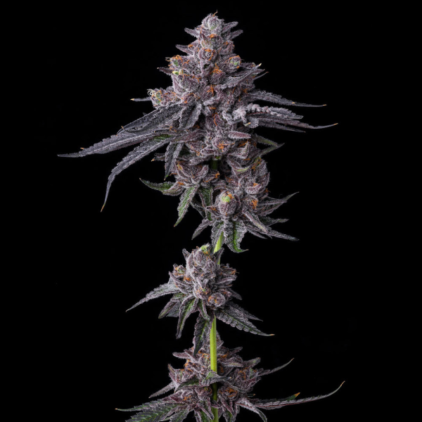 Zillions - BARNEY'S FARM