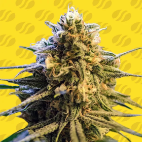 Lemon Oasis Auto - ORIGINAL SENSIBLE SEEDS