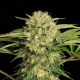 Motavation - SERIOUS SEEDS | TanieSianie.pl