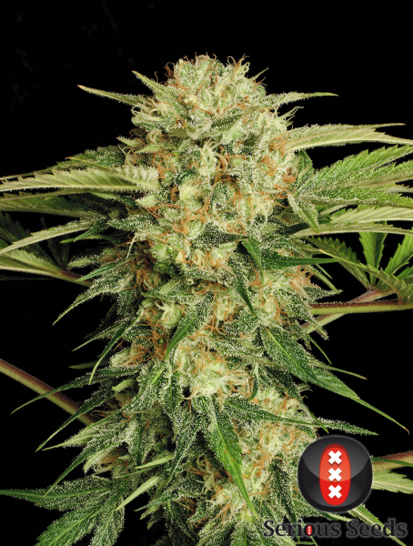 Motavation - SERIOUS SEEDS | TanieSianie.pl