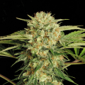 Motavation - SERIOUS SEEDS
