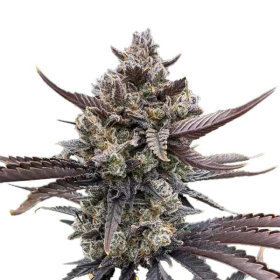 Banana Purple Punch Auto RF3 - FASTBUDS