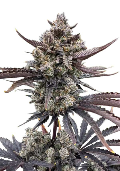 Banana Purple Punch Auto RF3 - FASTBUDS