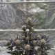 Guava Auto RF3 - FASTBUDS