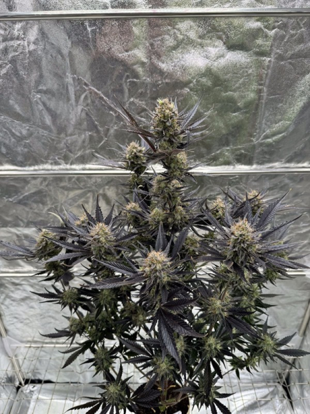 Guava Auto RF3 - FASTBUDS