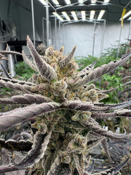 Guava Auto RF3 - FASTBUDS