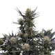 Guava Auto RF3 - FASTBUDS