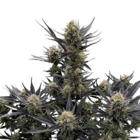 Guava Auto RF3 - FASTBUDS