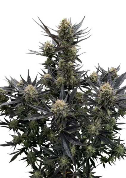 Guava Auto RF3 - FASTBUDS