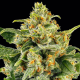 Skunk #1 - BARNEY'S FARM