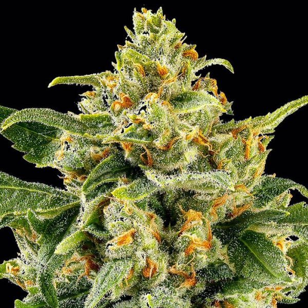 Skunk #1 - BARNEY'S FARM