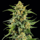 Skunk #1 - BARNEY'S FARM