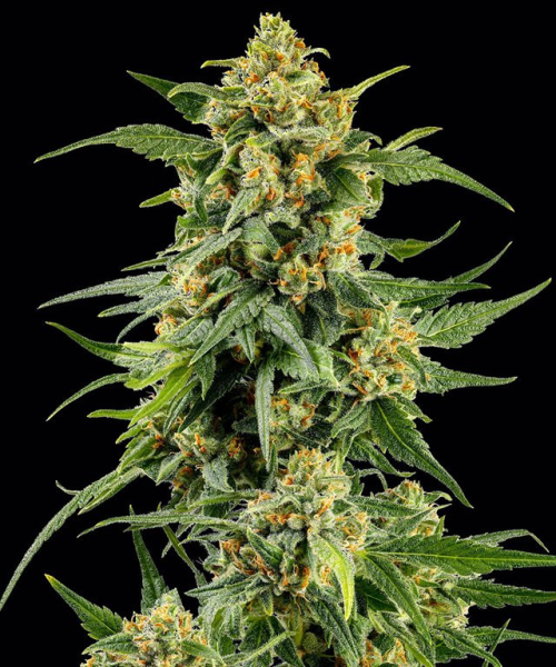 Skunk #1 - BARNEY'S FARM