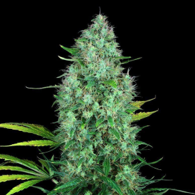 Serious 6 - SERIOUS SEEDS | TanieSianie.pl
