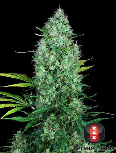 Serious 6 - SERIOUS SEEDS | TanieSianie.pl