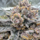 Cherry Cola Auto RF3 - FASTBUDS
