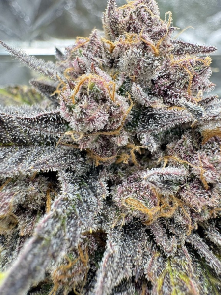 Cherry Cola Auto RF3 - FASTBUDS