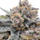 Cherry Cola Auto RF3 - FASTBUDS