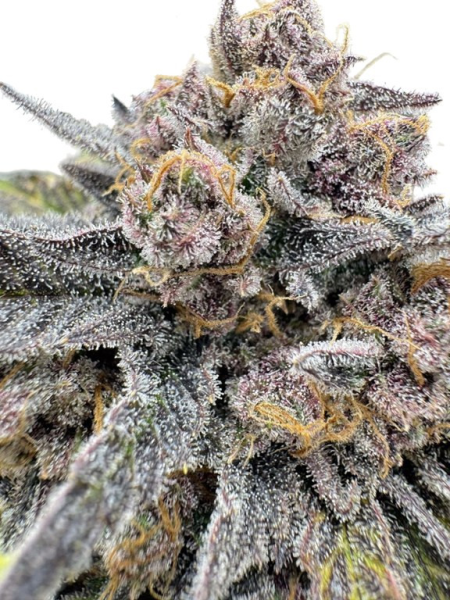 Cherry Cola Auto RF3 - FASTBUDS