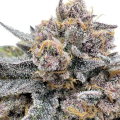 Cherry Cola Auto RF3 - FASTBUDS