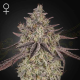 Skywalker Auto - GREEN HOUSE SEEDS