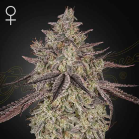 Skywalker Auto - GREEN HOUSE SEEDS