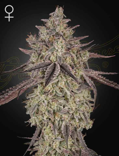 Skywalker Auto - GREEN HOUSE SEEDS