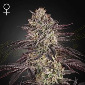 Biscotti Auto - GREEN HOUSE SEEDS