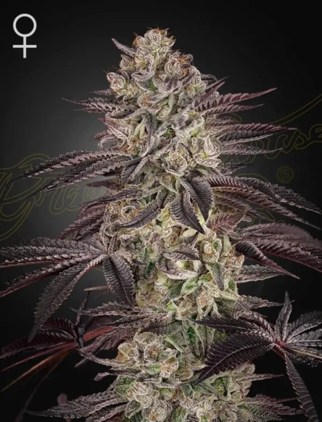 Biscotti Auto - GREEN HOUSE SEEDS