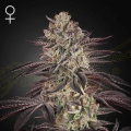 Biscotti Auto - GREEN HOUSE SEEDS