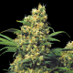 Warlock - SERIOUS SEEDS | TanieSianie.pl