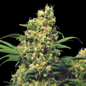 Warlock - SERIOUS SEEDS | TanieSianie.pl