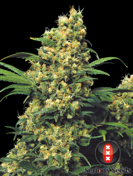 Warlock - SERIOUS SEEDS | TanieSianie.pl
