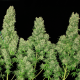 White Russian 100% - SERIOUS SEEDS | TanieSianie.pl