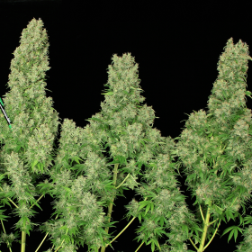 White Russian 100% - SERIOUS SEEDS | TanieSianie.pl