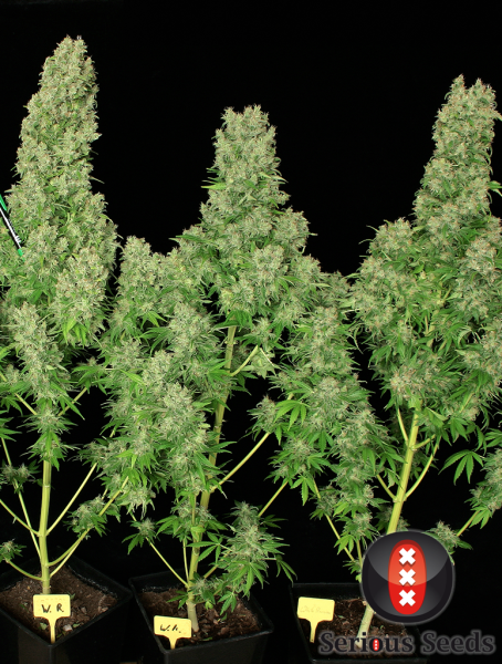 White Russian 100% - SERIOUS SEEDS | TanieSianie.pl
