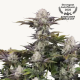Frostbanger Auto F4 - FASTBUDS