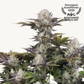 Frostbanger Auto F4 - FASTBUDS