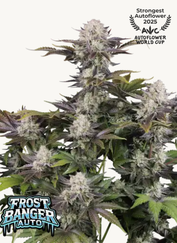 Frostbanger Auto F4 - FASTBUDS