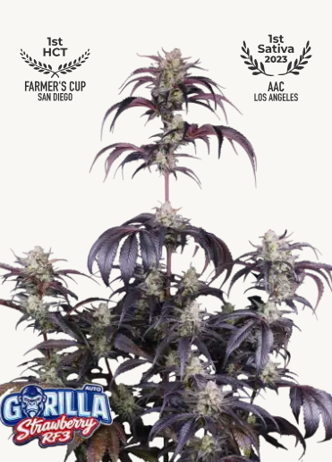 Strawberry Gorilla Auto RF3 - FASTBUDS
