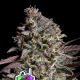 Think Tank Auto - ANESIA SEEDS