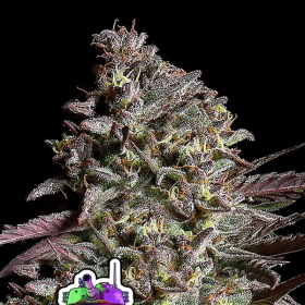 Think Tank Auto - ANESIA SEEDS