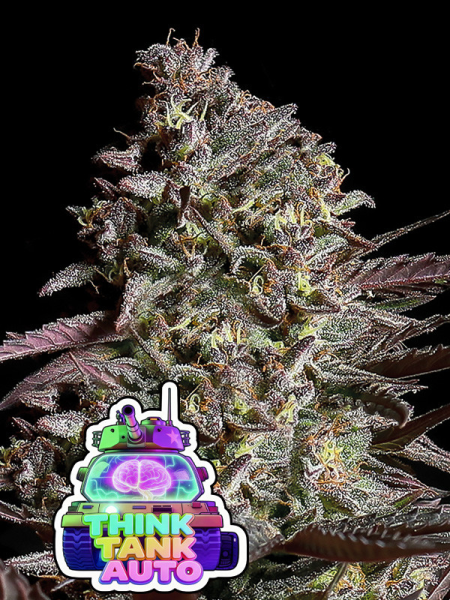 Think Tank Auto - ANESIA SEEDS